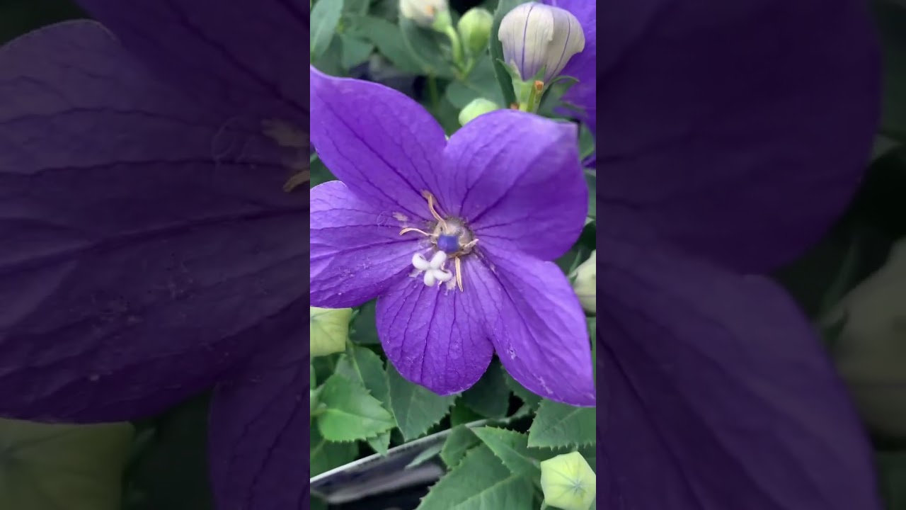 Wow 😮 super bloom#violet flower #flowers #nature#shorts