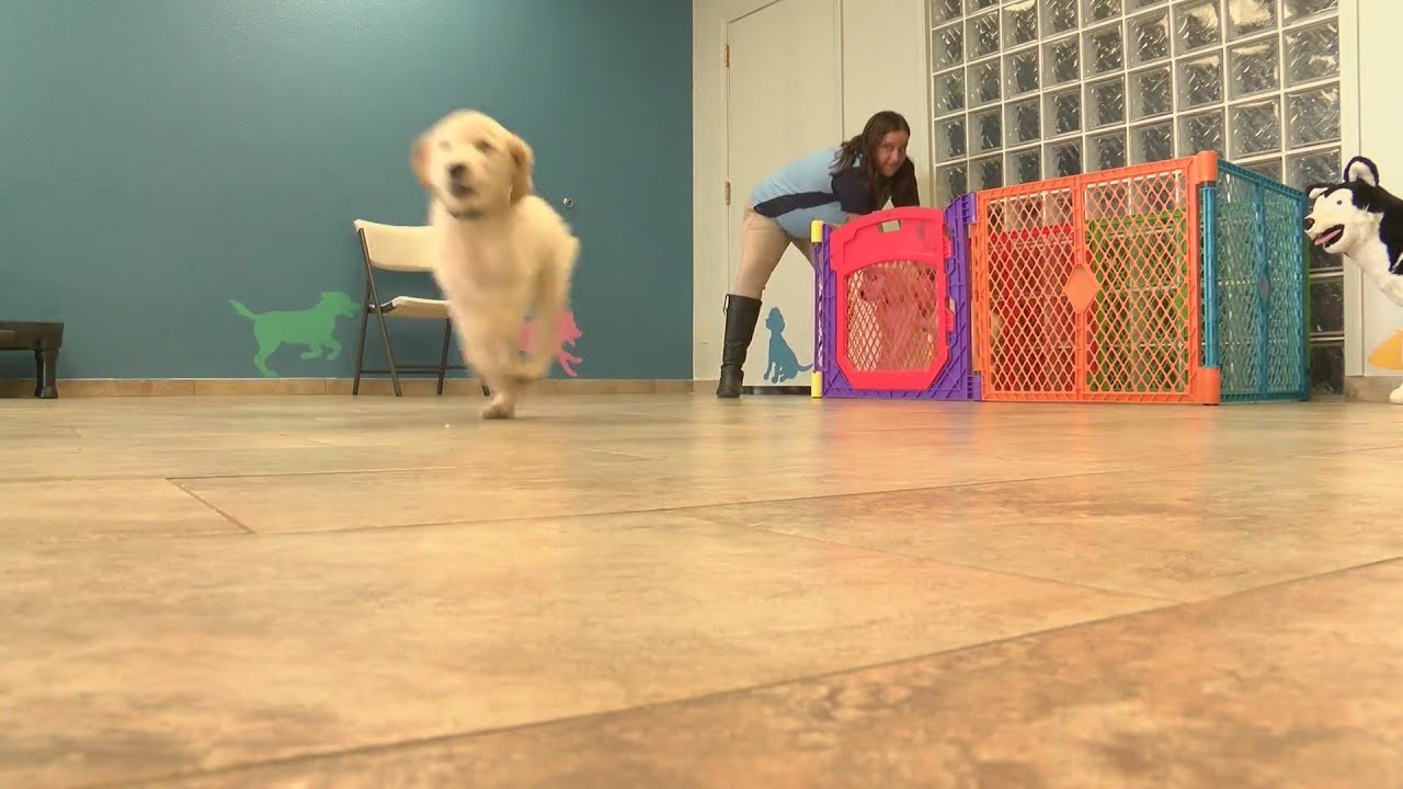 Demand for service dogs in NM grows amid pandemic