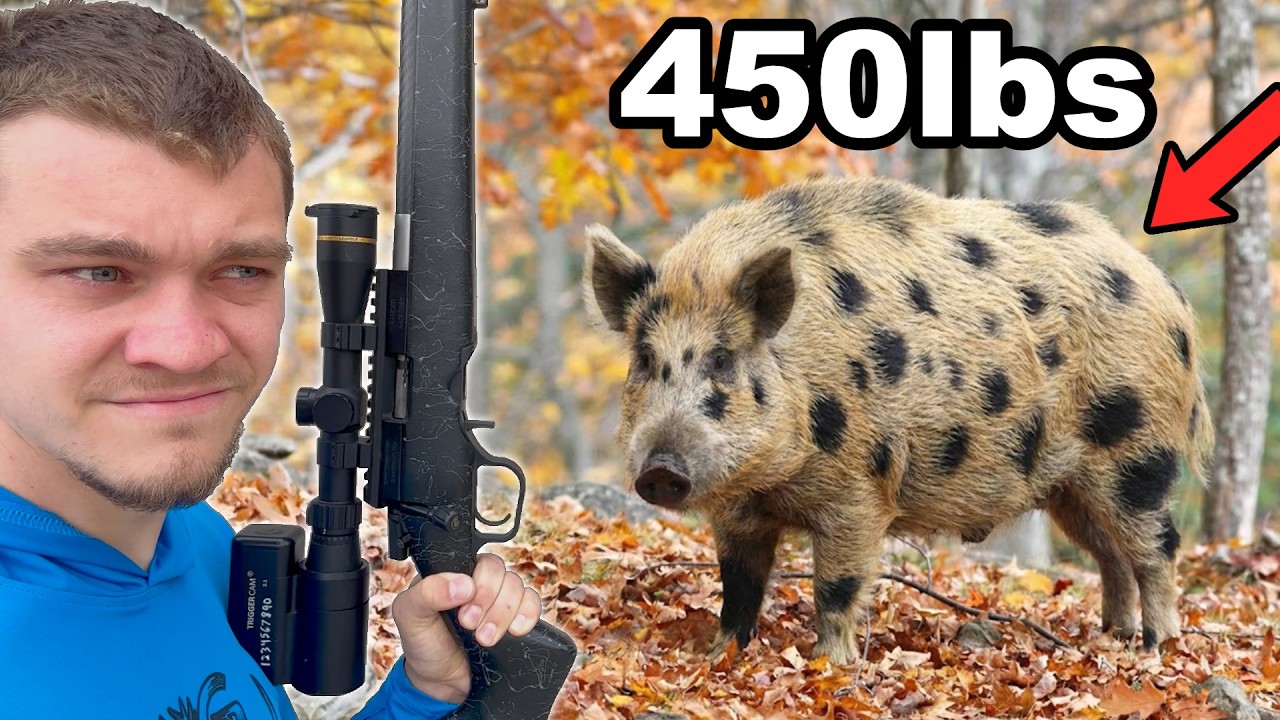Wrangling 450 Pound Wild Boar! (Tranquilizer)