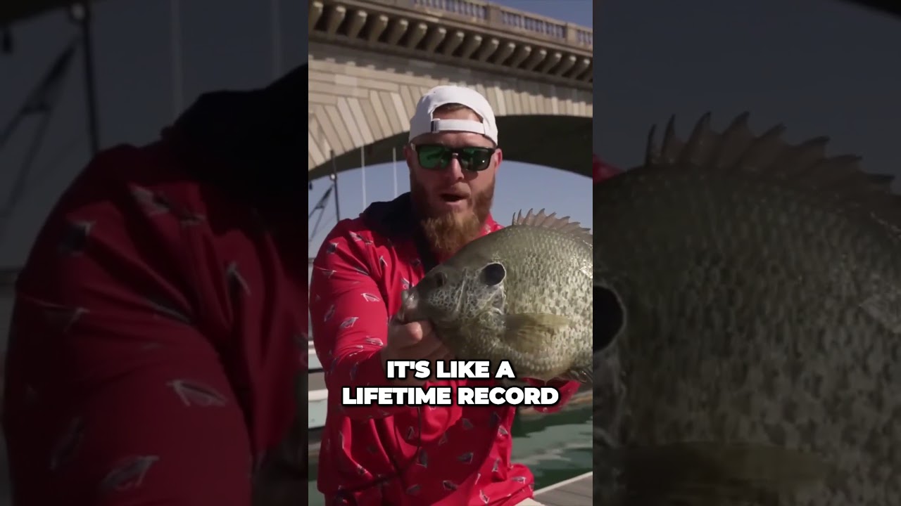 Unbelievable Giant Bluegill Potential Record Setter in the Making #fishing #bigfish