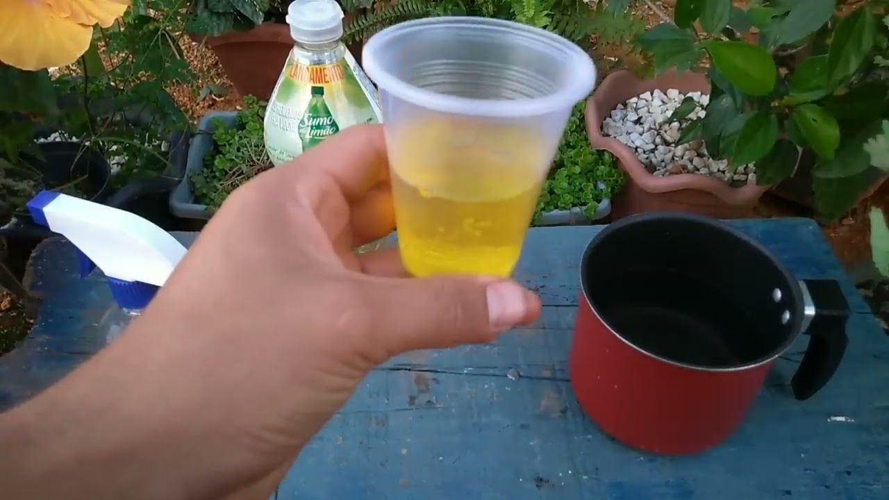Mata Cochonilha, Pulg&atilde;o, Moscas, Formigas e Mosca Branca (Receita r&aacute;pida sem gastar nada)