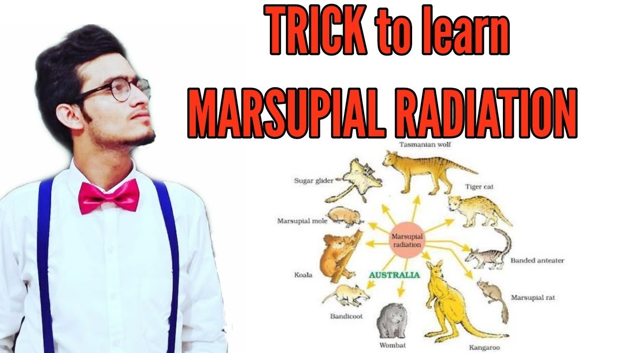 Trick to learn Marsupial radiation-Simplified topic for NEET AIIMS JIPMER