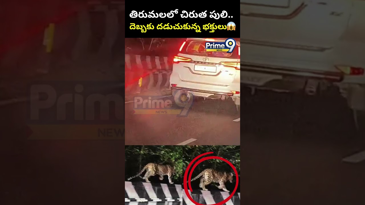 Leopard Spotted At Tirumala First Ghat Road | #viralvideo | Prime9 News