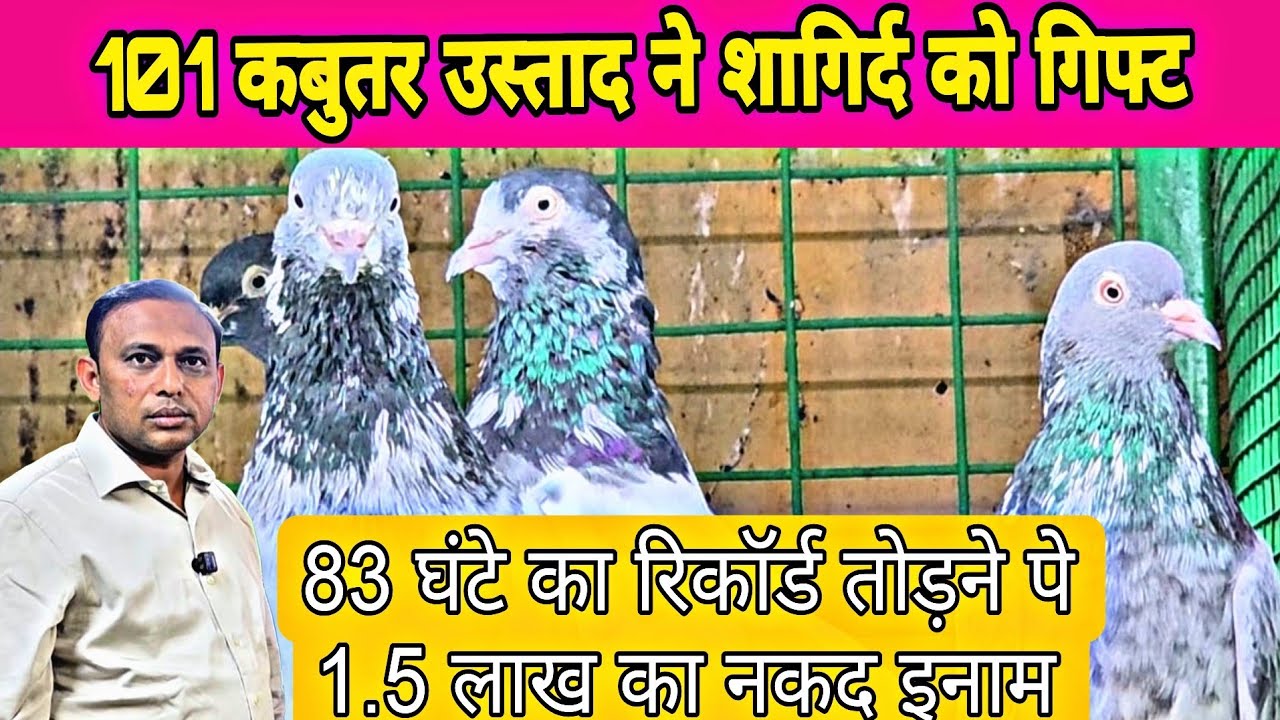 UAE से इंडिया उस्ताद का 101 कबूतरों का तोहफा शागिर्द को वो भी शाम शाम उड़े हुए 