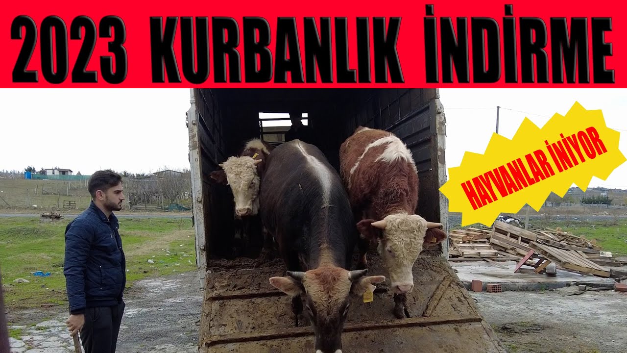 KURBANLIKLARIMIZ GELDİ / KURBANLIK İNDİRME 2023