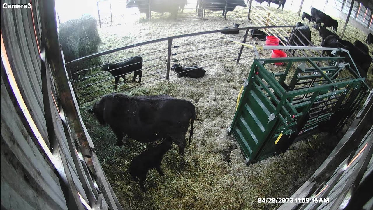 Farmer Gets Attacked By A Cow? What's The Solution?