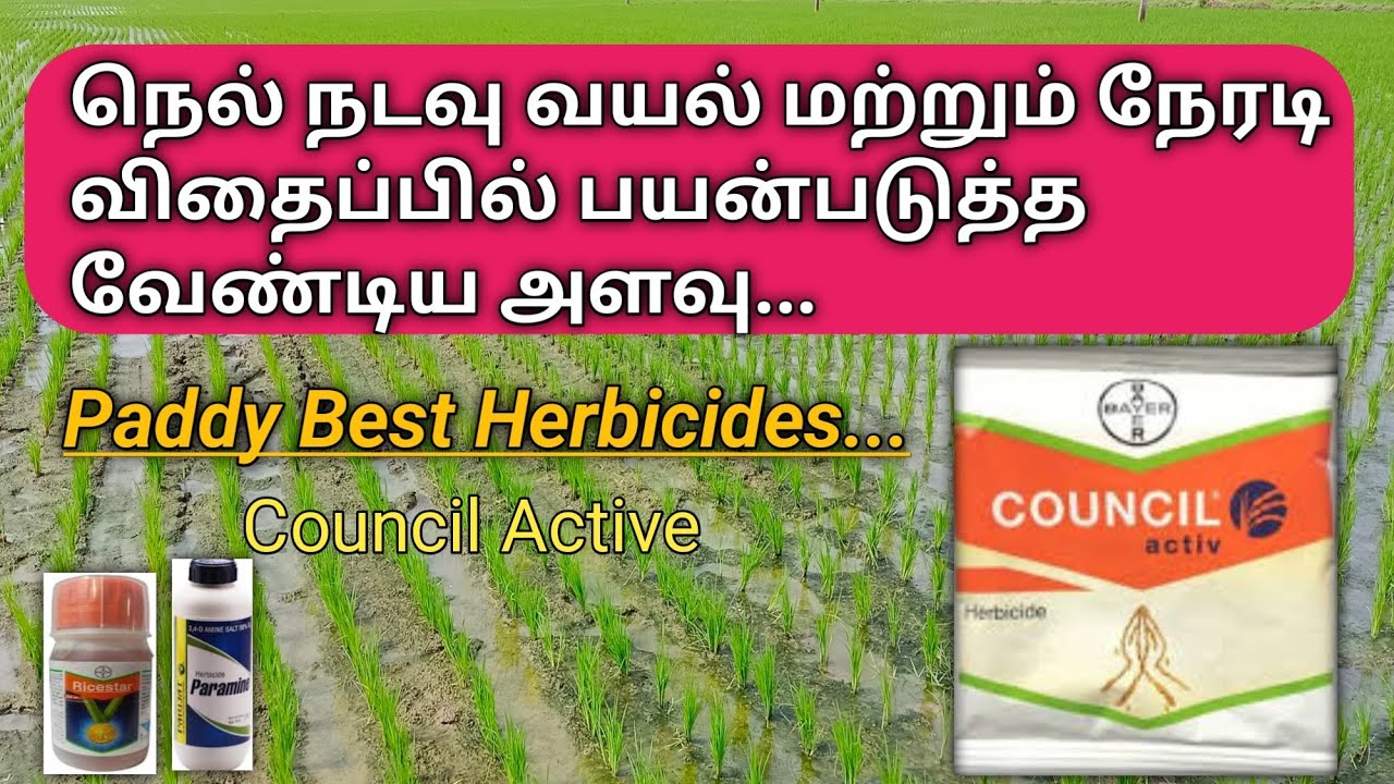 Cauncil active அளவு தான் என்ன?