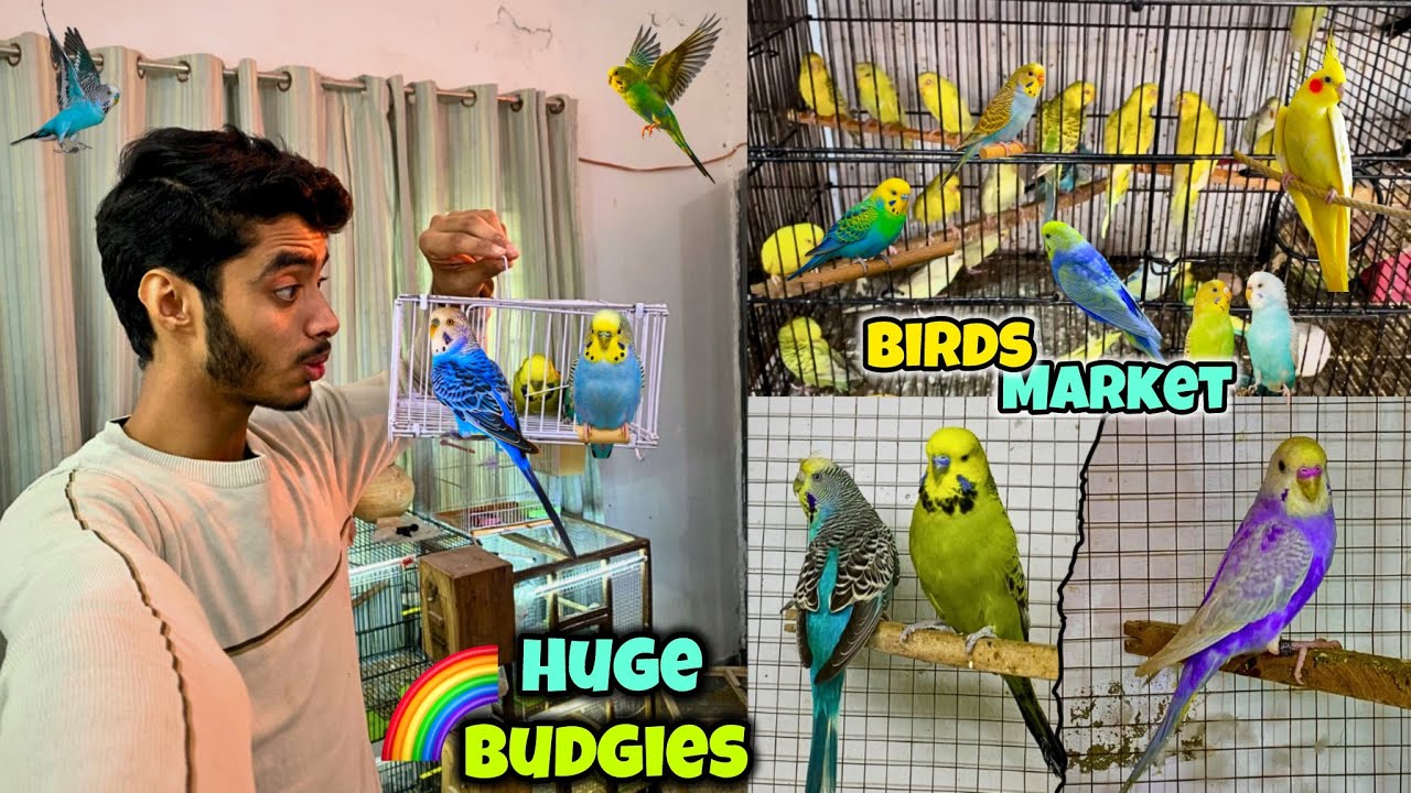 Birds market se bht bary budgies le liye🥳😱|Birds market lahore😍