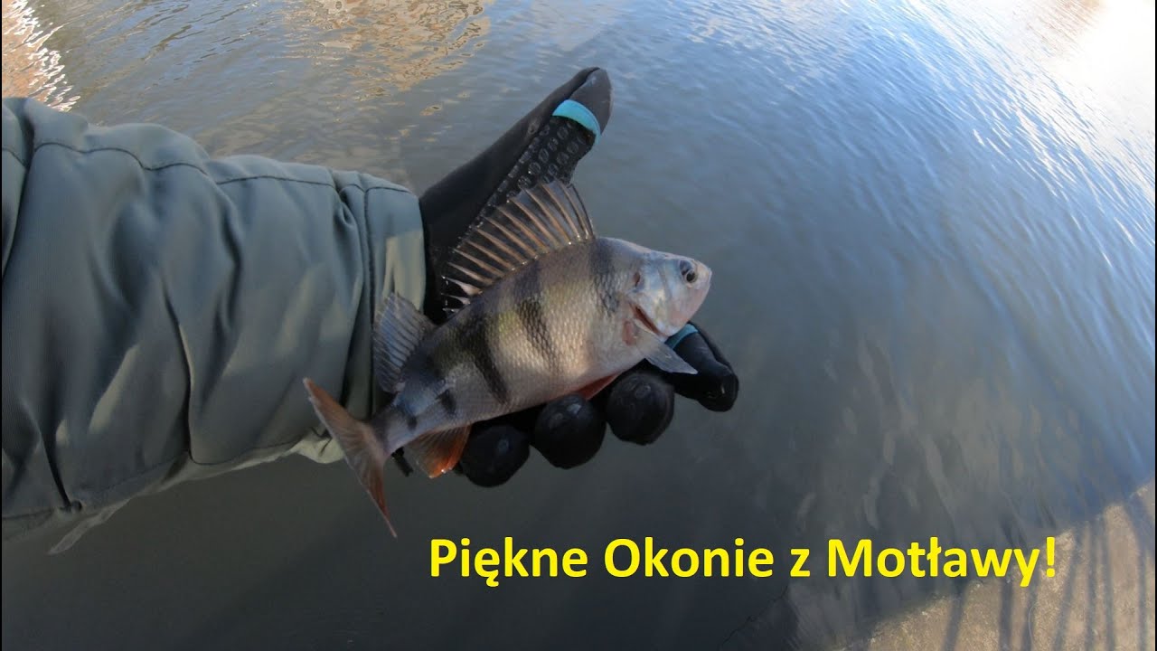 Skuteczne Przynęty na Okonie | Metoda Drop Shot w Akcji | Motława Nr 3
