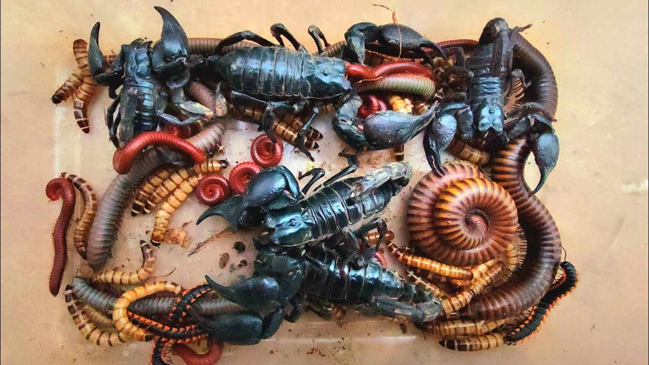 Wow,Spotted, worm,Scorpion, red Millipedes, white Millipedes, black Millipedes 