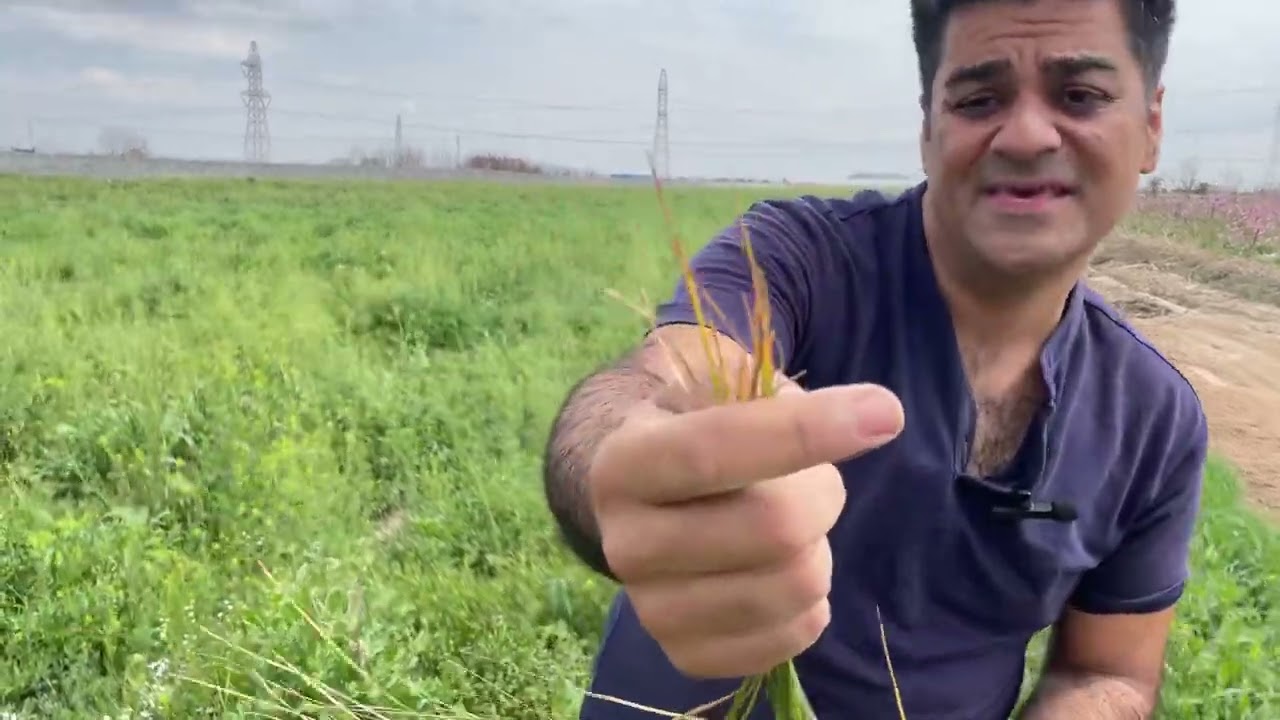 Golden points of propagation of Saffron bulbs and increasing the weight of Saffron bulbs!