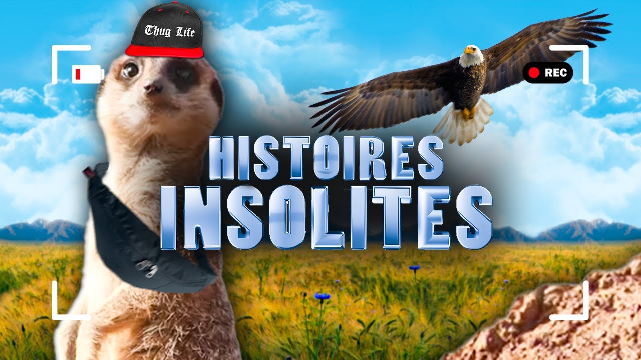 SURICATE, le guetteur de la savane ! Les histoires INSOLITES !  ? 01/02-26