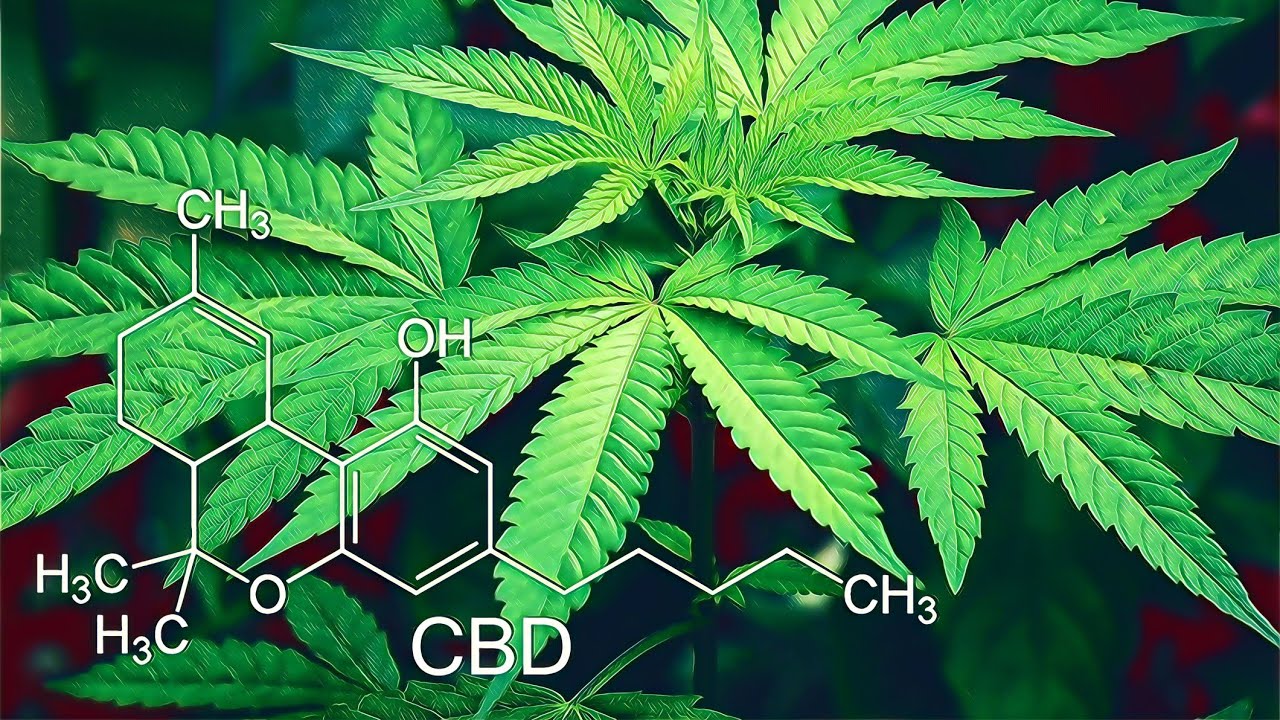 What is CBD Flower