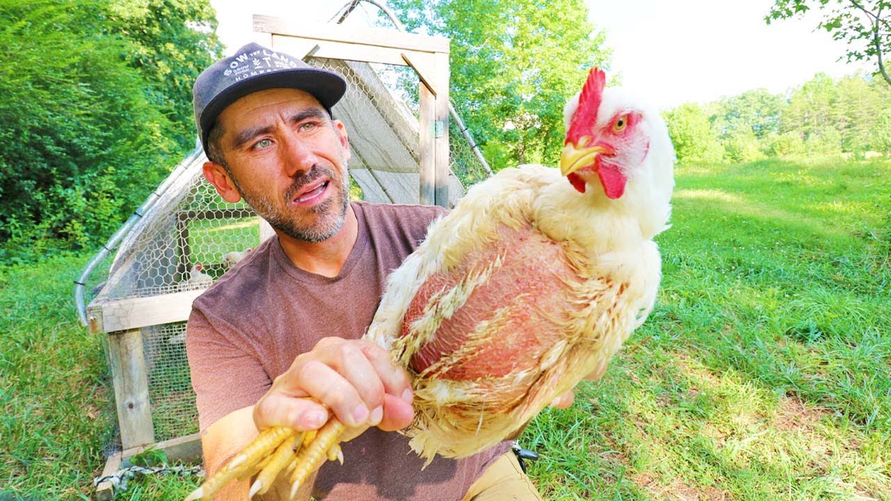 These Chickens Look Diseased