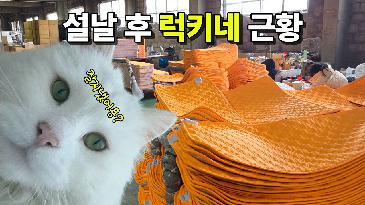 꼬질한 고양이 럭키네 명절 후 근황