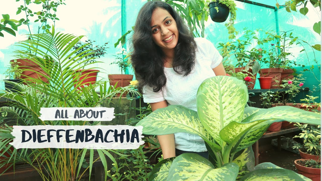 How to Care for Dumb Cane - Dieffenbachia plant | All about Dumb Cane