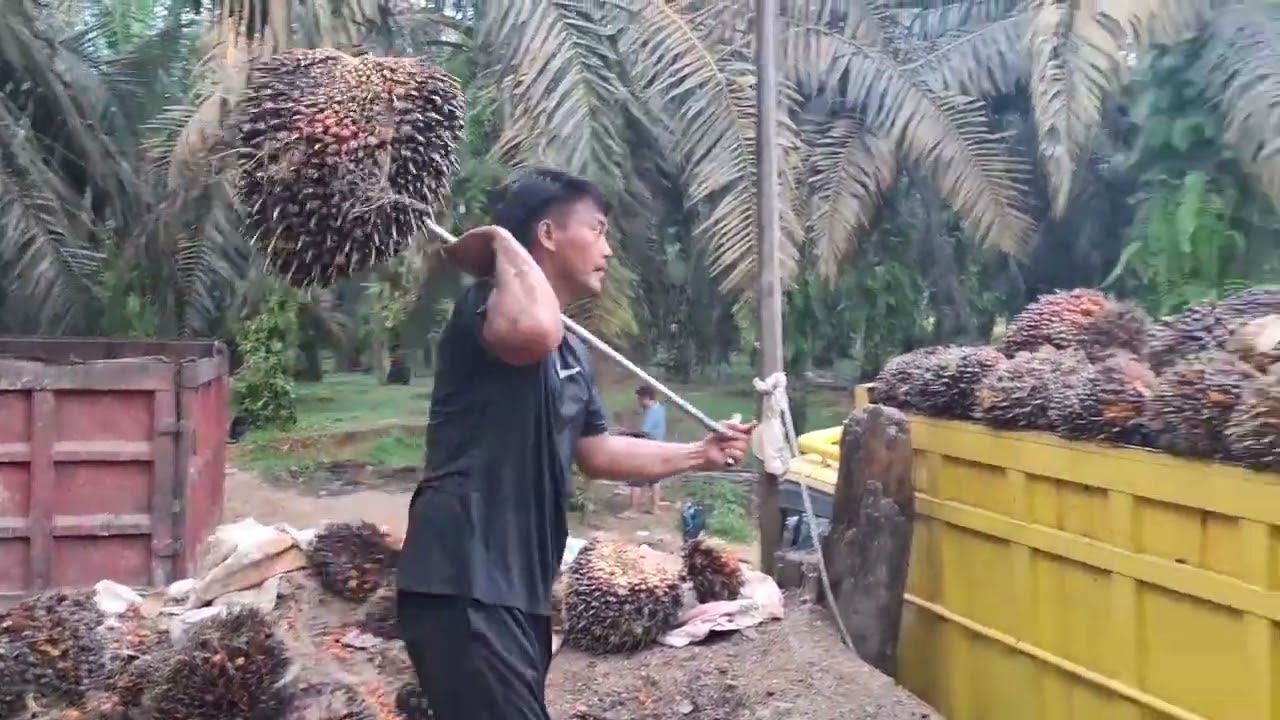 Muat buah langsung tiga mobil 