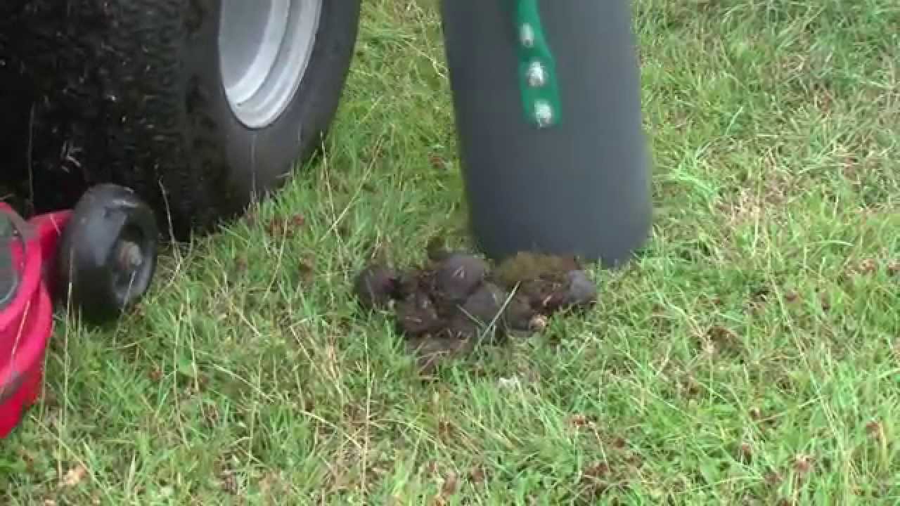 Predator Cub Uses and demo