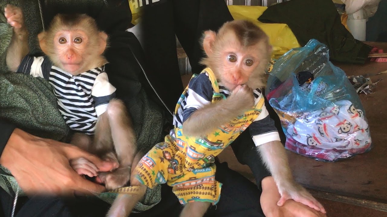 What A Precious Monkey Baby Abbey Tring On New Designer CLOTHES