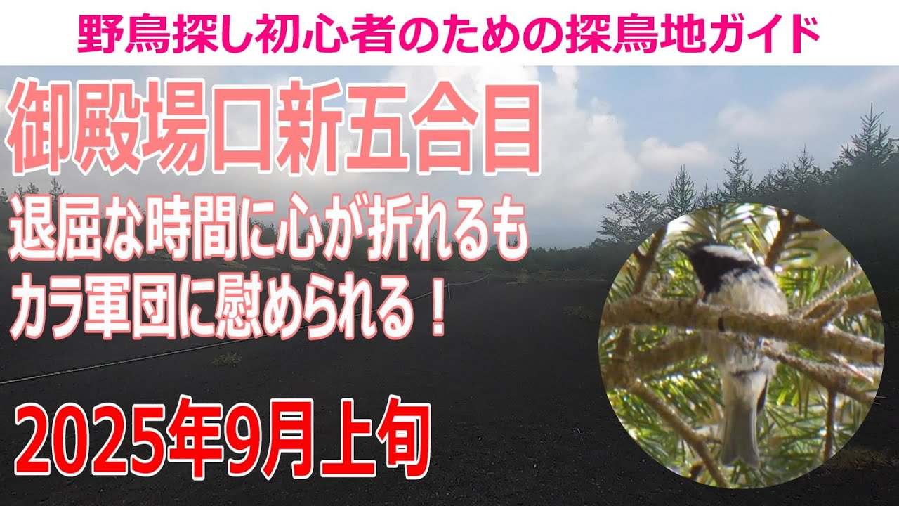 御殿場口新五合目(静岡県)の探鳥地レポート　退屈な時間に心が折れるも、カラ軍団に慰められる！　2025年9月上旬