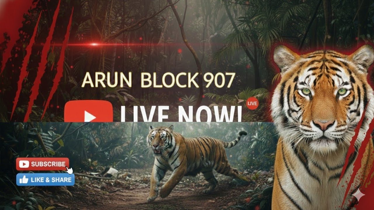 Arun block 907#yosho 
