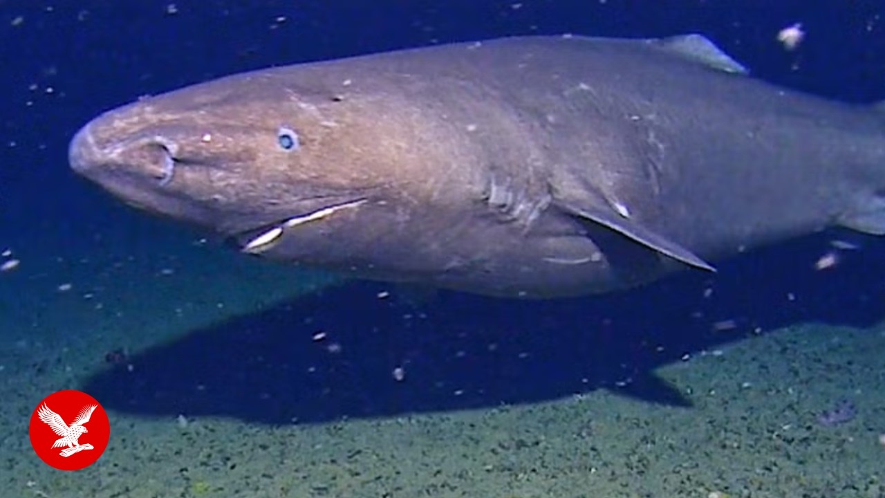 Rare sleeper shark spotted in Antarctica surprises scientists