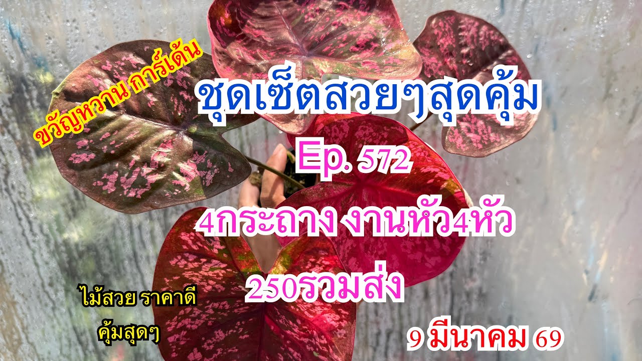 🍀🌻โปรชุดเซ็ตสวยๆสุดคุ้มEp.572🍀🌻 9 มีนาคม 2569☎️094-5323653 #บอนสี  #บอนสีขวัญหวานการ์เด้น