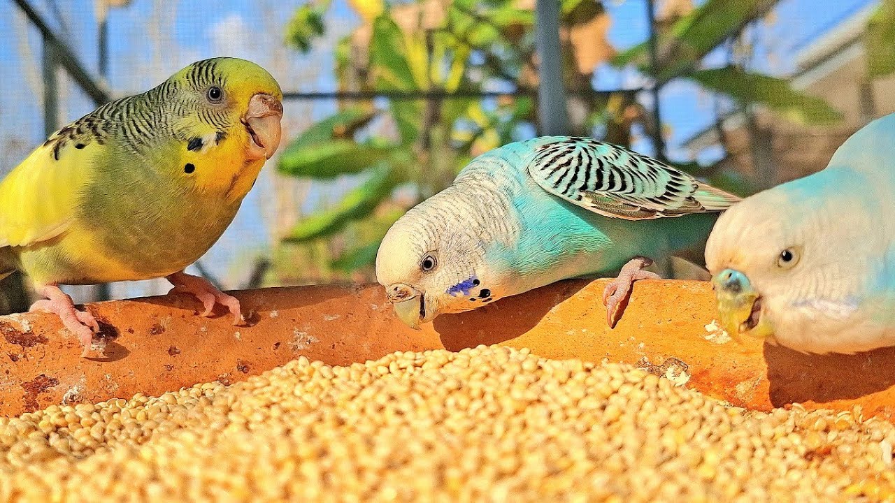 Budgie sing wonderful song and wonderful voice with friend together in afternoon. Budgies singing. 