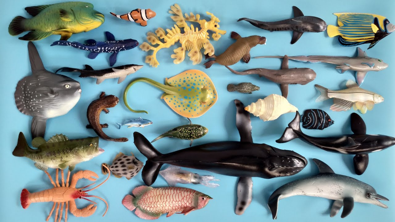Hewan Laut dan Ikan Air Tawar Hiu Gergaji Penyu Ammonit, Paus, Ikan Piranha, Hiu Zebra, Arwana, Koi