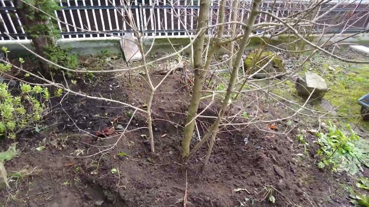 Plantation d'un érable champêtre Les Jardins de Charles