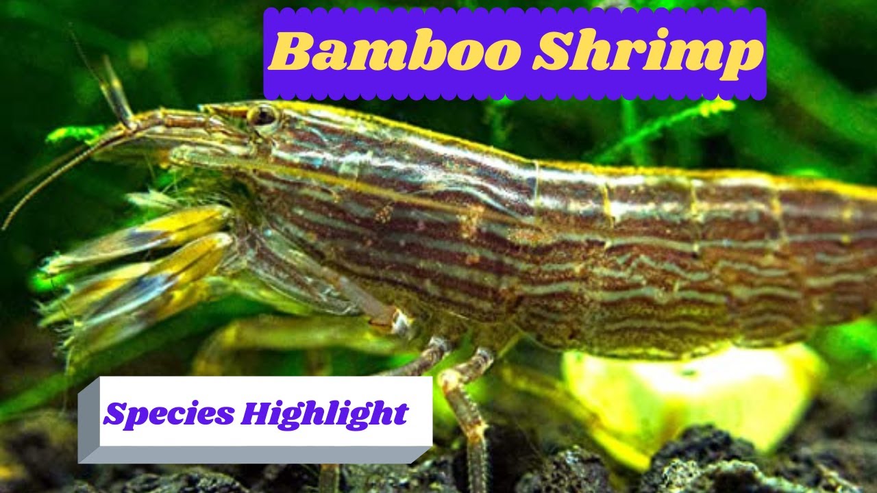 Everything You Need To Know About Bamboo Shrimp Care