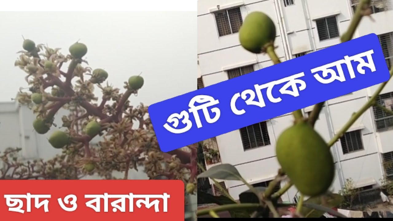 ছাদ ও বারান্দার আম গাছে ছোট আম | Mango Fruit Set Care Tips 🥭#আমের গুটি #Mango Care#ছাদবাগান