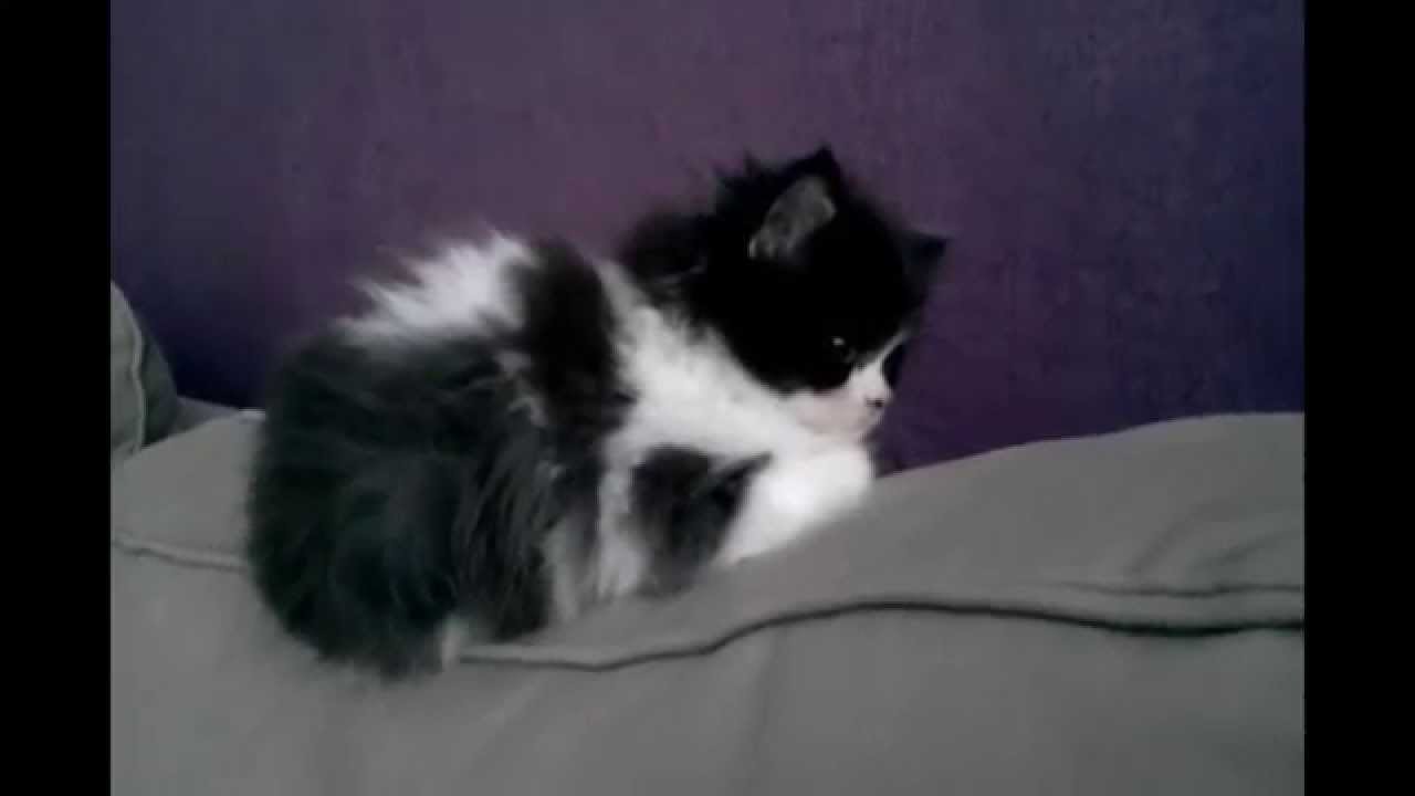 Mein Patenkater  ist endlich da:-)