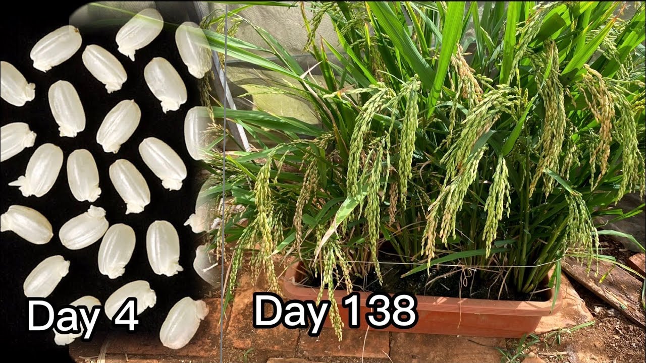 how to grow wet rice from store bought rice VN Gardener