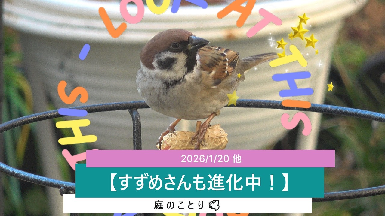 ＜No.187＞【すずめさんも進化中！｜落花生の食べ方がシジュウカラさん流 !?】20260120他