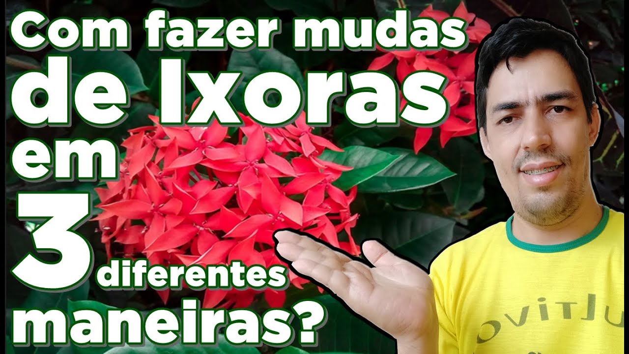 Como fazer mudas de Ixoras em 3 maneiras diferentes?