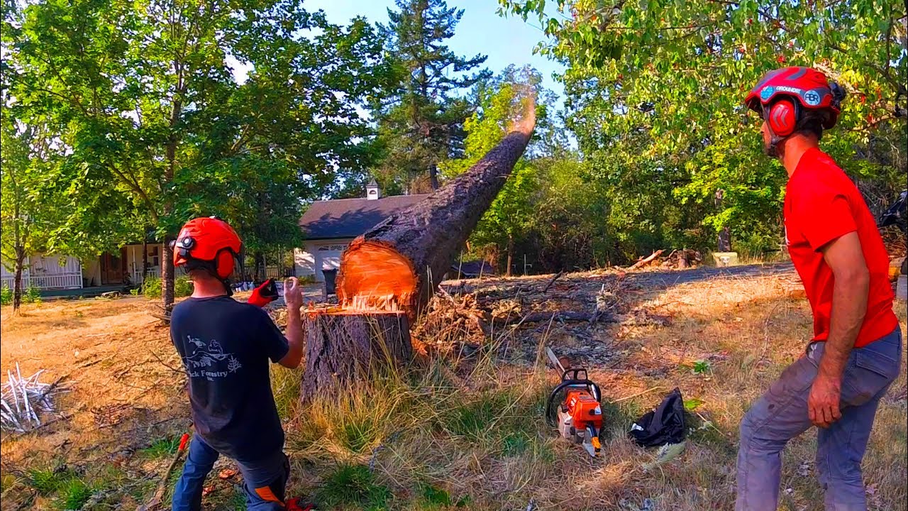 Tree Felling Scenarios Pt.1