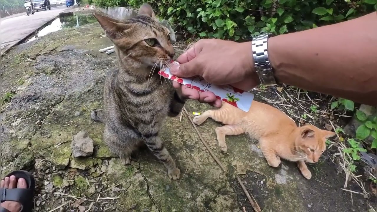 Setelah nunggu sekian lama ahirnya tergilir juga si mujaer😊