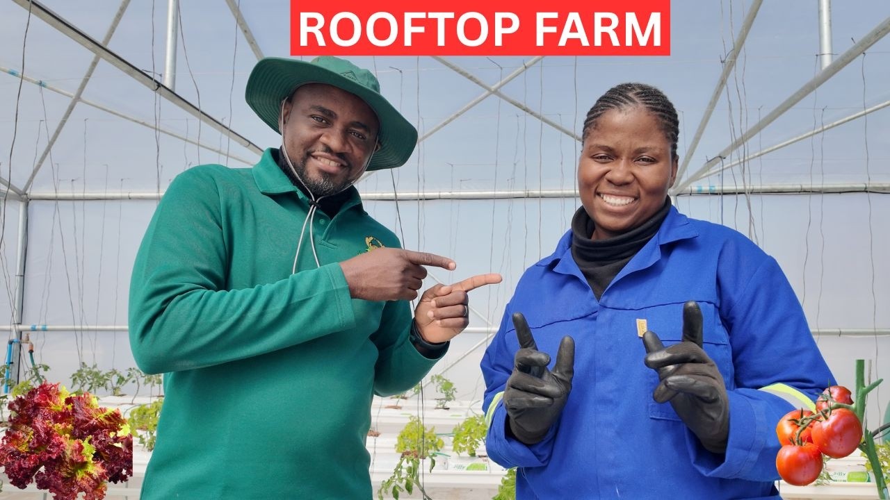 Hydroponic Rooftop Farm in South Africa! 🌱🏙️