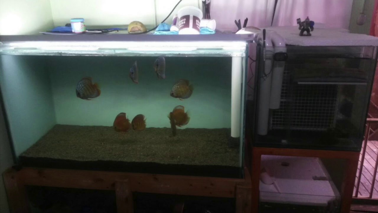 Some photos and letters from hobbyist using the Anoxic Filter in their aquariums. Novak Ph.D.