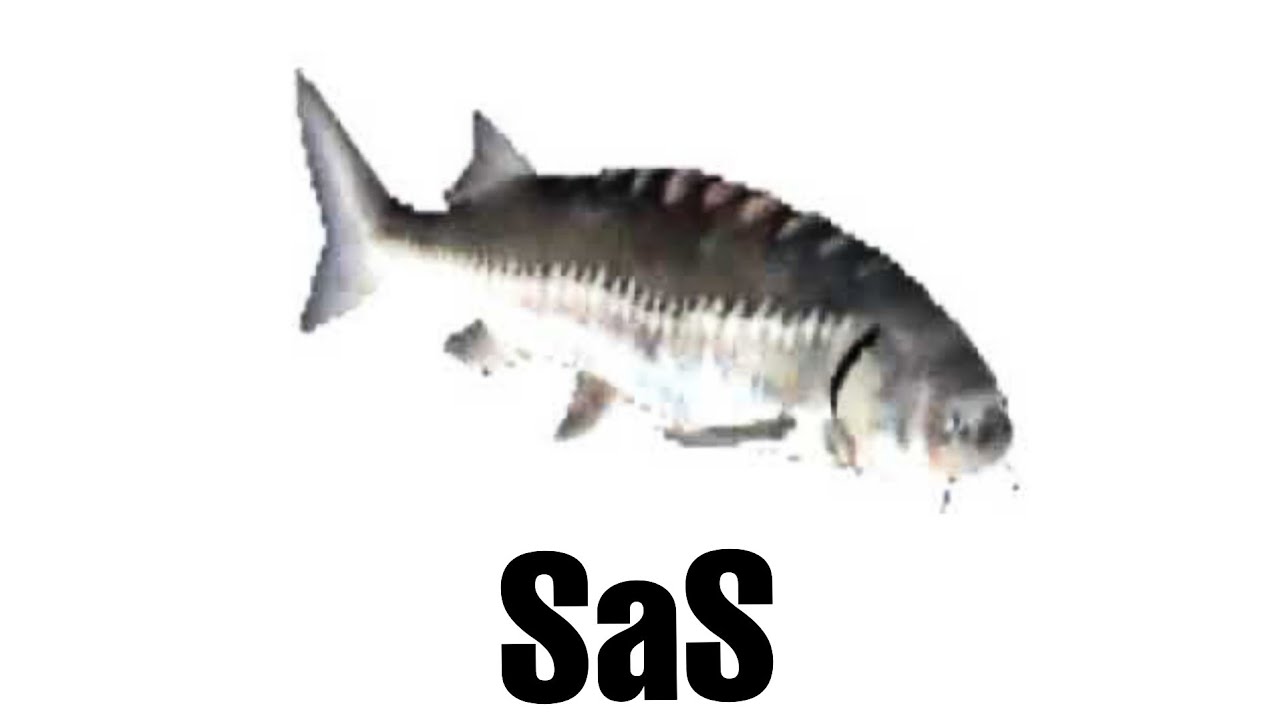 ENTRA SI ESTAS SaS