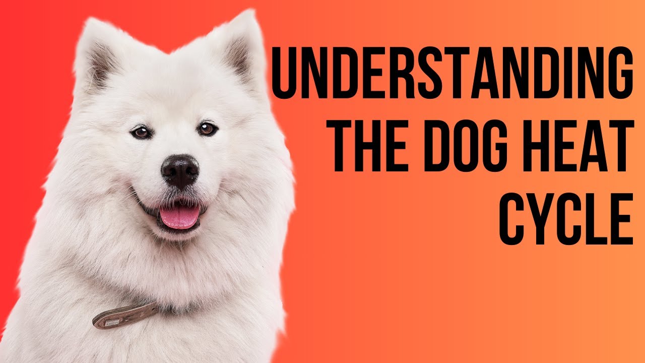 Understanding the Dog Female Heat Cycle | Part 1