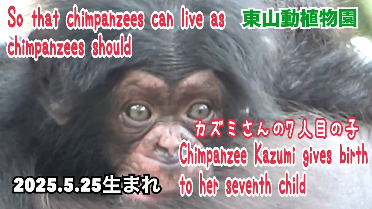 【チンパンジー 赤ちゃん】 公園(屋外)デビュー【chimpanzee】東山動植物園