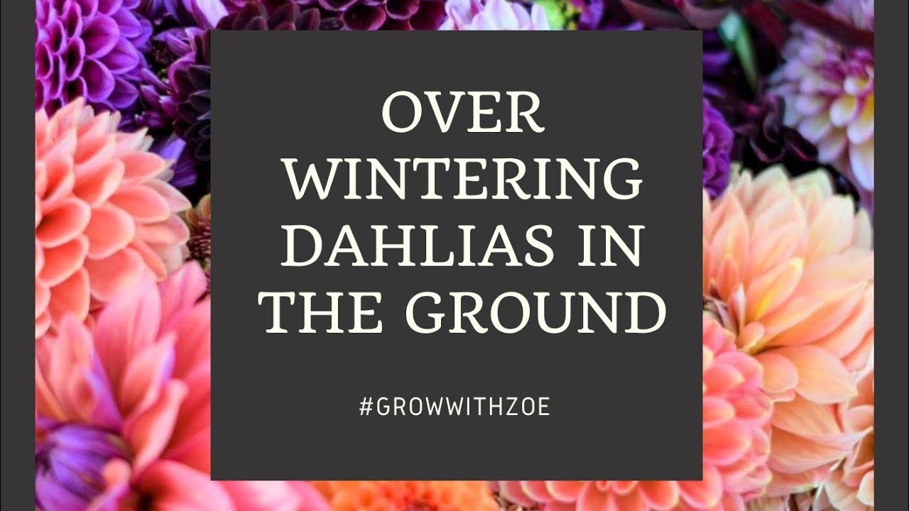 Over Wintering Dahlias in the ground