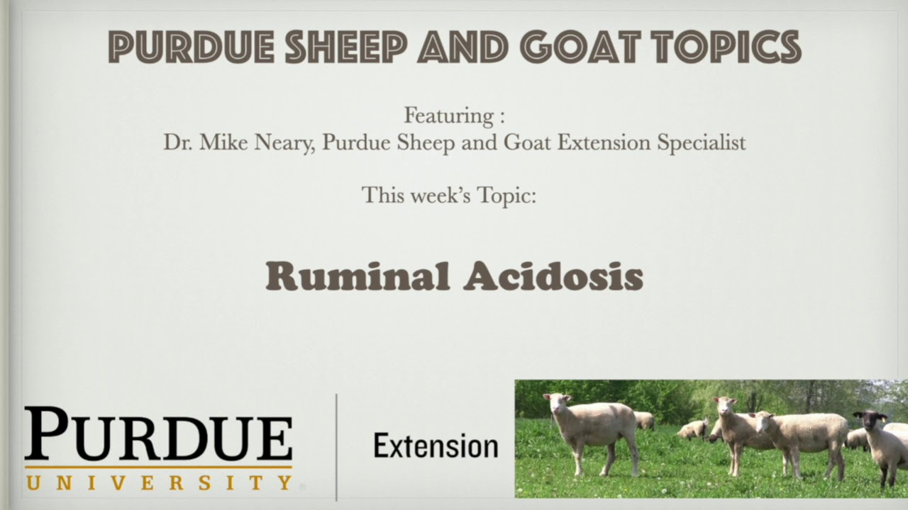 #12- Ruminal Acidosis
