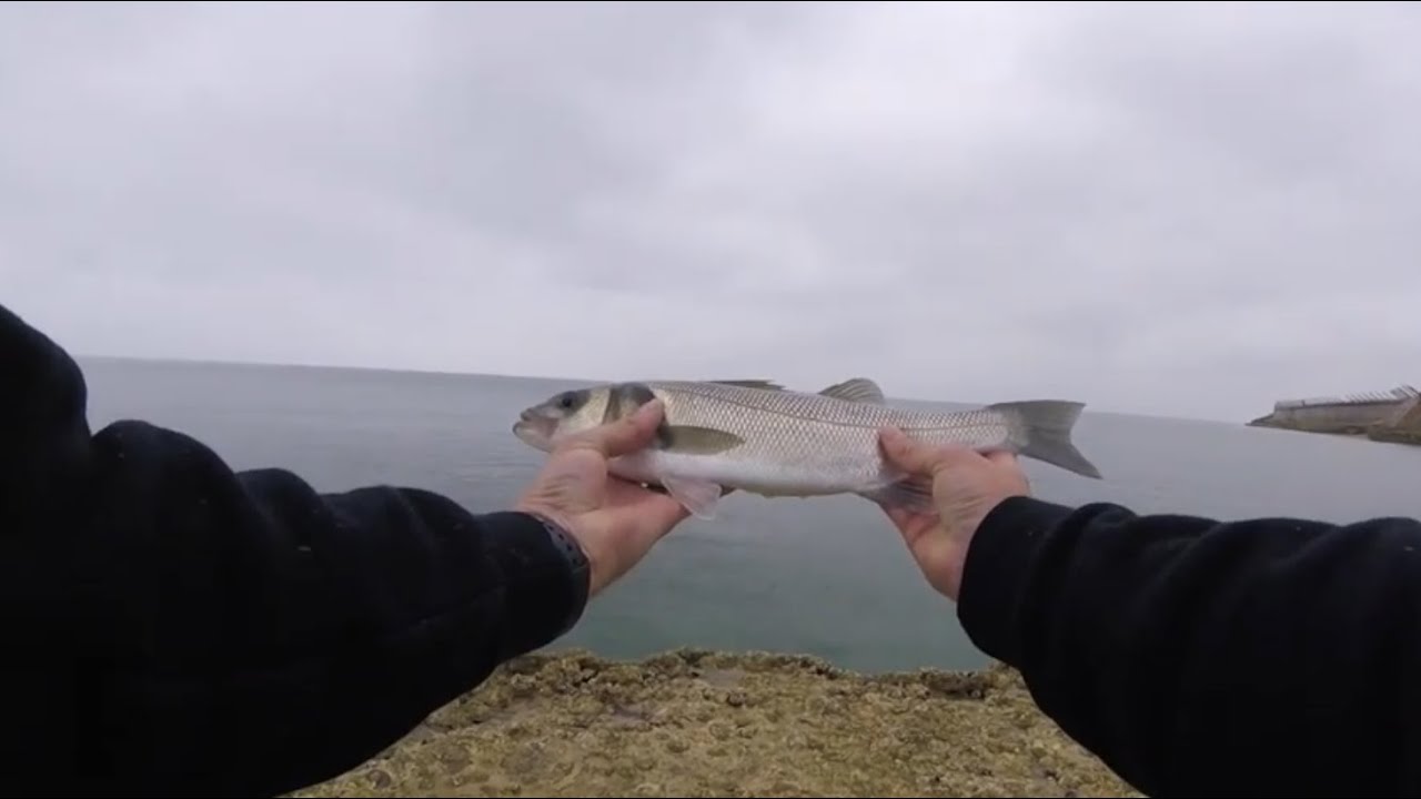 FISH ON! Manic Bass Fishing Langstone Harbour