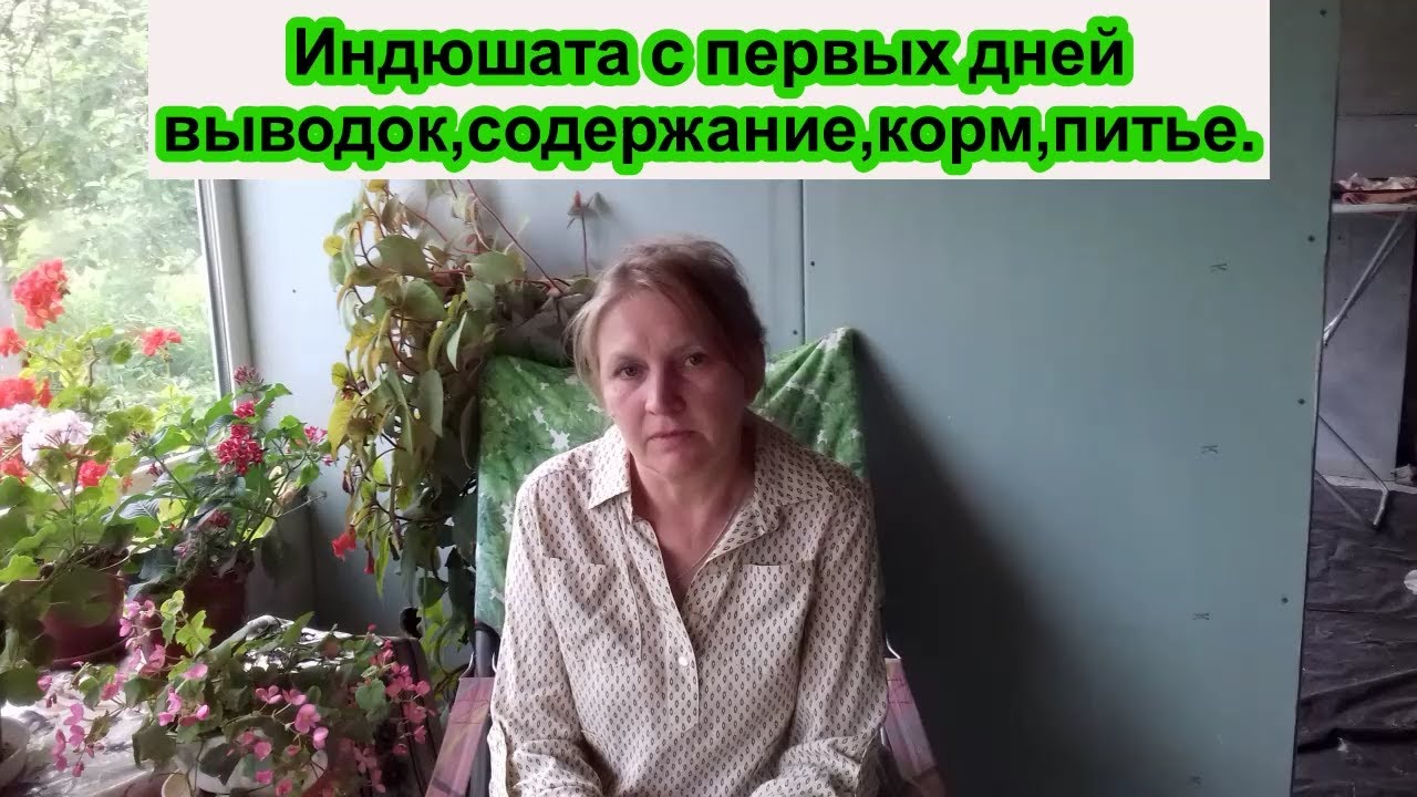 индюшата с первых дней