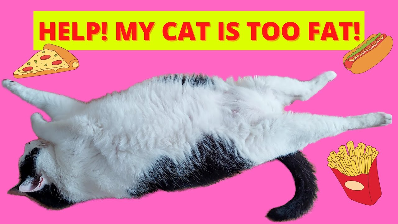 Is My Cat Fat? How can I tell? (Vet on Cat Obesity + DEMONSTRATION)