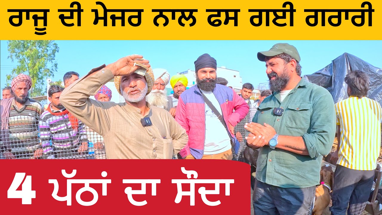 4 ਪੱਠਾਂ ਦਾ ਸੌਦਾ । ਰਾਜੂ ਦੀ ਮੇਜਰ ਨਾਲ ਫਸ ਗਈ ਗਰਾਰੀ | longowal bakra mandi | goats goat #goat #goats ​⁠​⁠