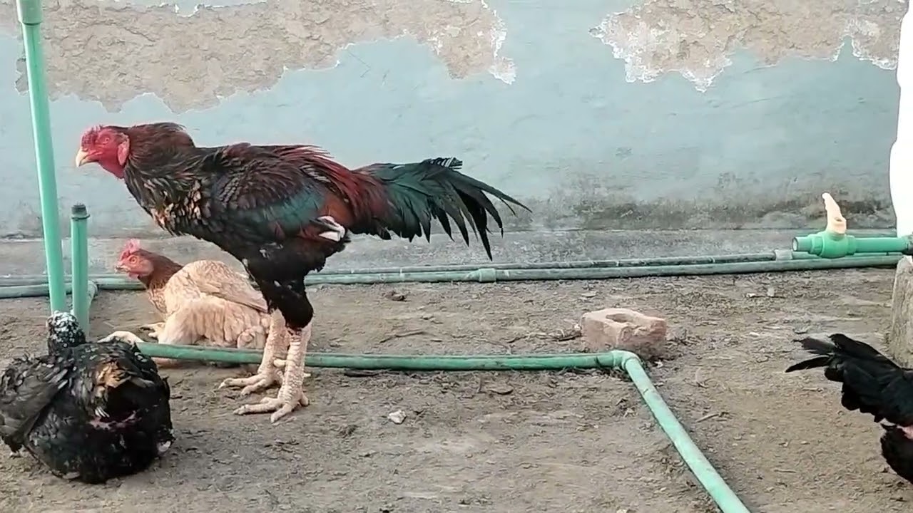 My breeding set-up family Old blood line Mewati birds